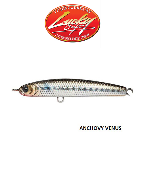 anchovy-venus new